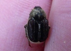 Hoplia