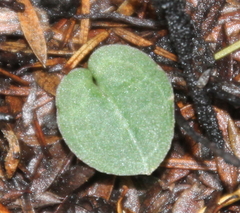 Corybas rotundifolius