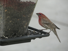 Haemorhous mexicanus