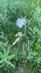 Silene latifolia