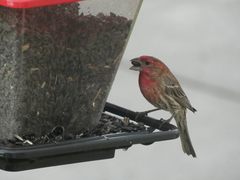 Haemorhous mexicanus