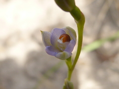 Thelymitra brevifolia