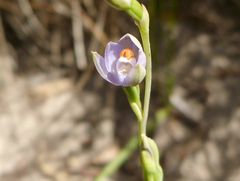 Thelymitra brevifolia