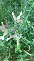 Silene latifolia