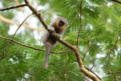 Red-bellied Titi