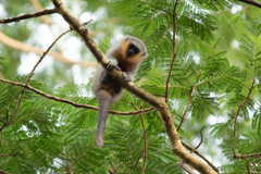 Plecturocebus moloch