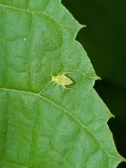 Miridae