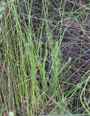 Lateristachys lateralis