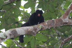 Chiropotes albinasus