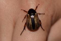 Paranomala hoepfneri