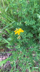 Lotus corniculatus