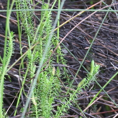 Lateristachys lateralis