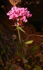 Centranthus macrosiphon