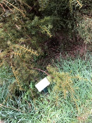 Podocarpus totara