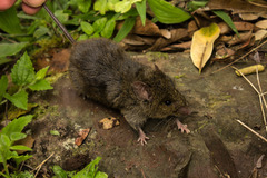 Montane Akodont photo 3