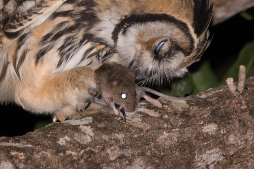 large vesper mouse (Calomys callosus) — Least Concern Mammalia