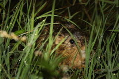 Holochilus brasiliensis