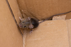 Oligoryzomys nigripes