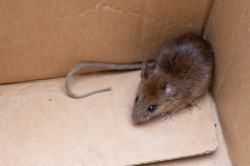 Paraguayan rice rat (Sooretamys angouya) — Least Concern Mammalia