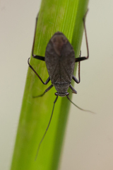 Irbisia