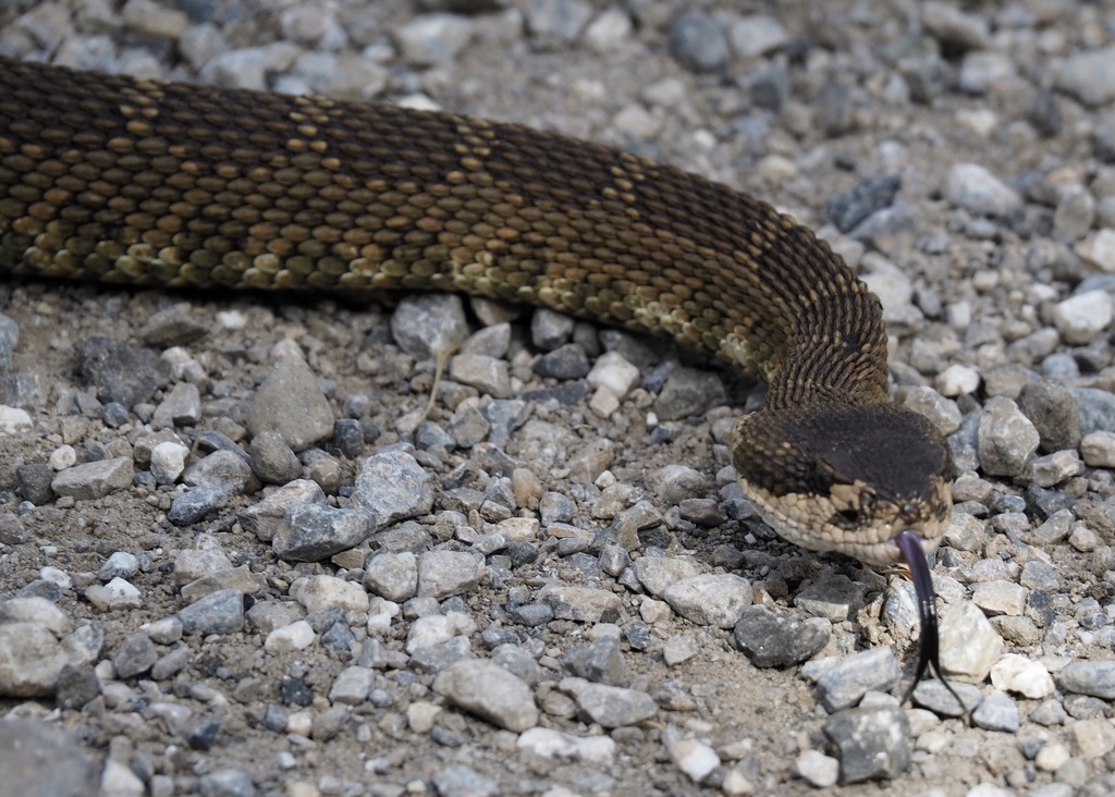 Northern Pacific Rattlesnake from Idaho County, ID, USA on June 2, 2020 ...