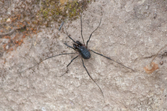 Protolophus singularis