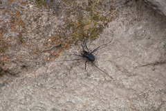 Protolophus singularis