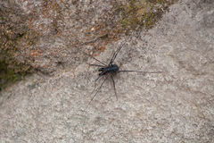 Protolophus singularis