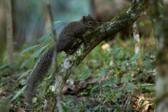 Sciurus aestuans ingrami