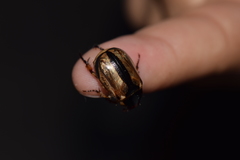 Paranomala hoepfneri