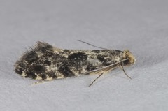 Nemapogon granella