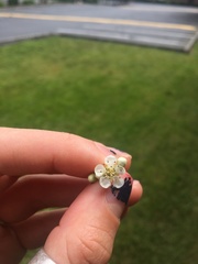 Cotoneaster × watereri