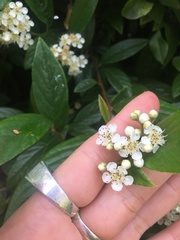 Cotoneaster × watereri