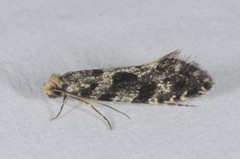Nemapogon granella