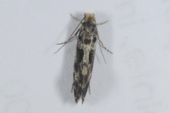 Nemapogon granella