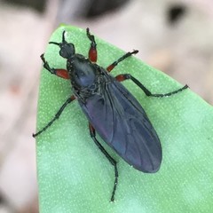 Bibio femoratus