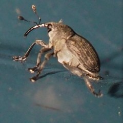 Ceutorhynchus inaffectatus