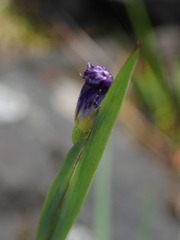 Sisyrinchium idahoense