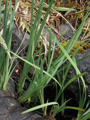 Sisyrinchium idahoense