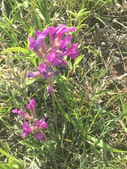 Oxytropis lambertii