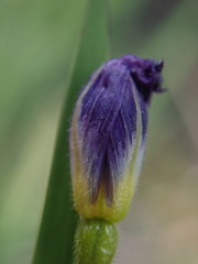 Sisyrinchium idahoense