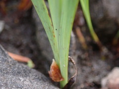Sisyrinchium idahoense