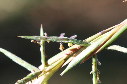 Cymbopogon refractus