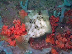 Stephanolepis cirrhifer