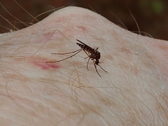 Ochlerotatus