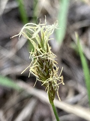 Carex geyeri