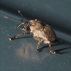 Ceutorhynchus inaffectatus