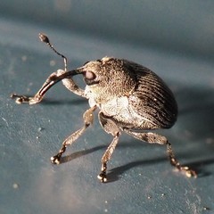 Ceutorhynchus inaffectatus