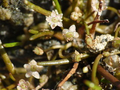 Lilaeopsis ruthiana