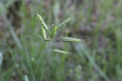 Bromus racemosus